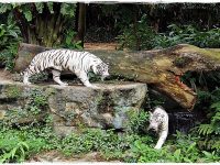 Зоопарк Сінгапур
