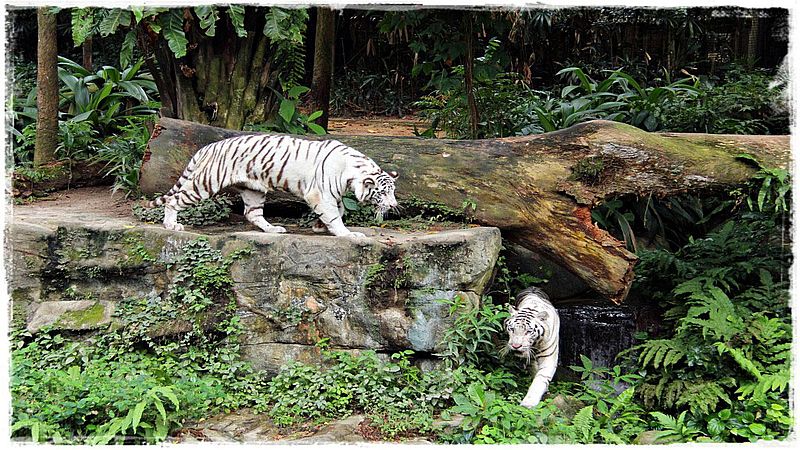 Зоопарк Сінгапур